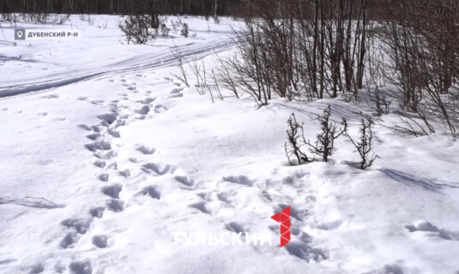 В Туле названо расписание весенней активности лосей и кабанов