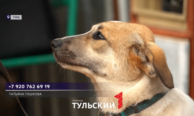 Волотнёр из Узловой открыла частный приют для собак