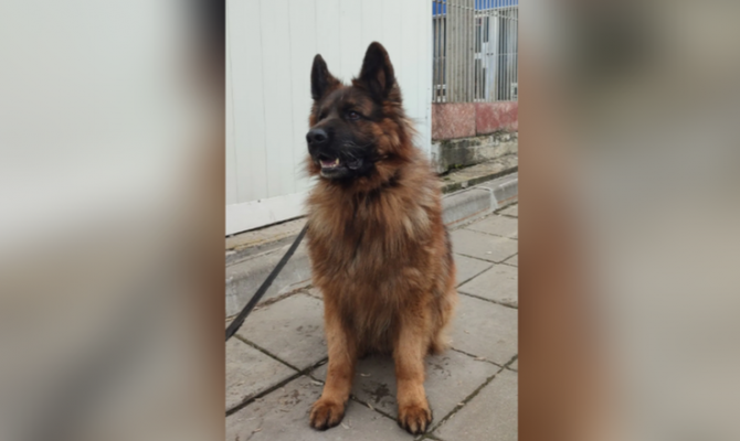 Служебная собака по кличке «Кай» вышла на «пенсию» и ищет новый дом в Туле