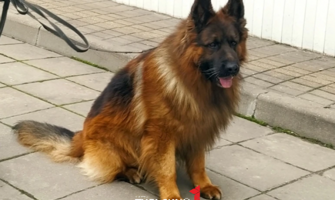 Сотрудники УМВД объяснили, почему служебная собака из Тулы ищет новый дом