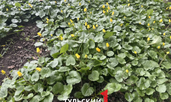 На улицах Тулы можно увидеть весенний чистяк