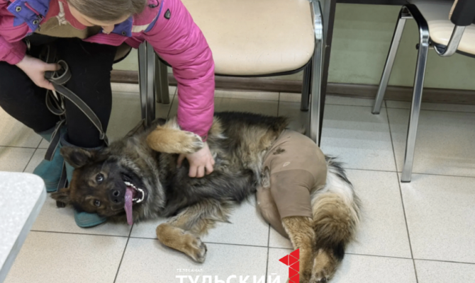 Волонтёры из Тулы спасли пса с гнойной раной и некрозом тканей