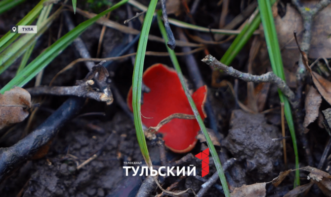 В Туле показали грибы с компонентом ракетного топлива