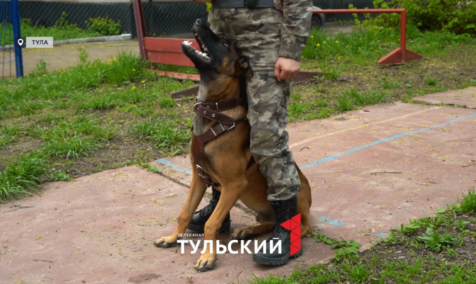 Бойцы СВО из Тулы проходят реабилитацию в кинологическом центре