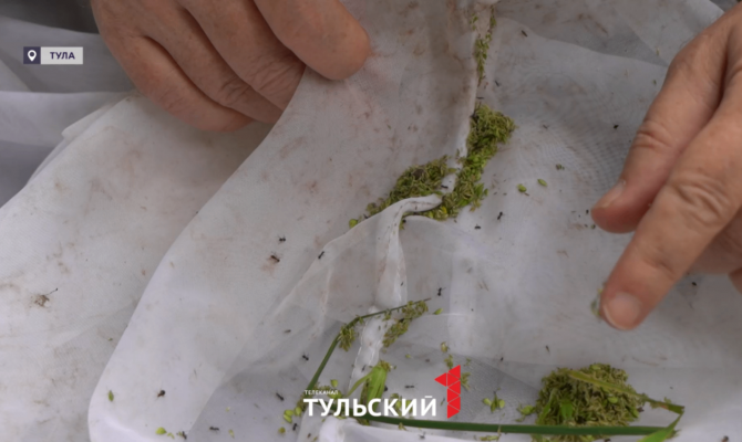 Иммунолог из Тулы назвал первые симптомы после укуса клеща