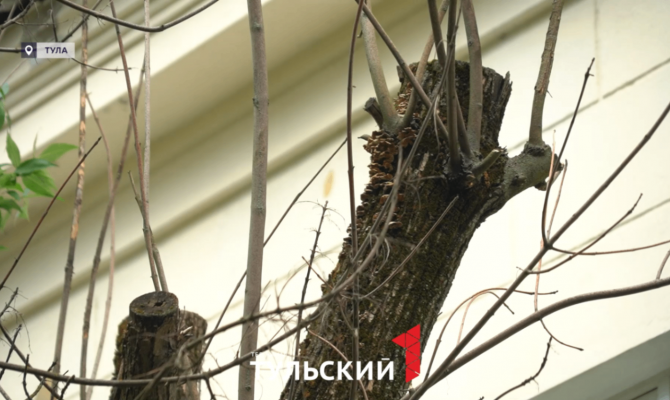 Златка нацелилась на леса Тульской области