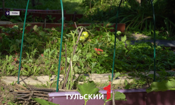 Как защитить урожай от холода августа: дачникам дан совет