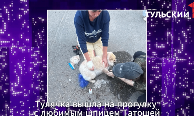 В Туле стаффорд вырвался с поводка маленькой девочки и покалечил мопса