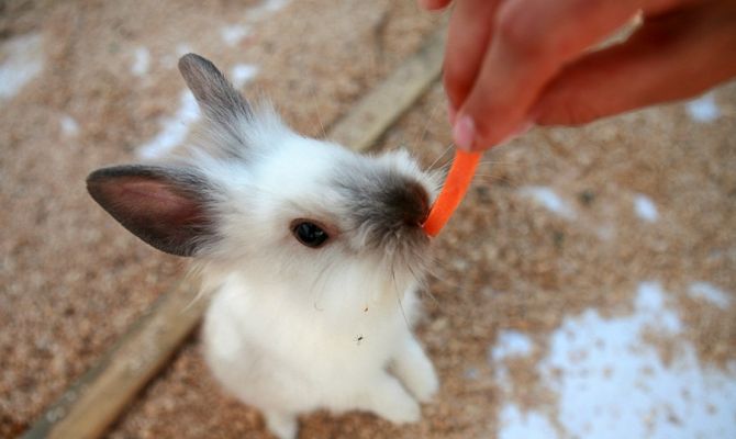 В Туле запретят контактные зоопарки