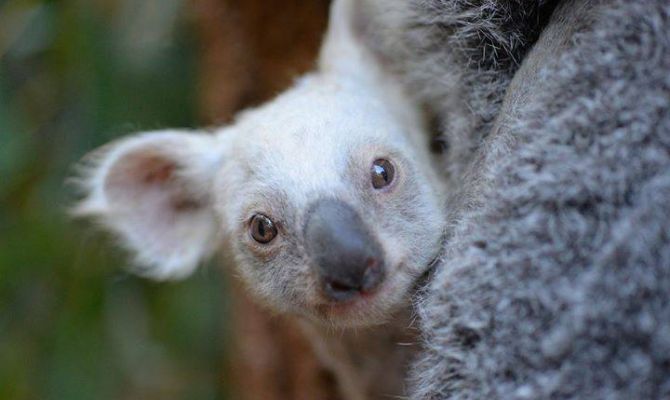 Туляки могут выбрать имя редкой белой коале