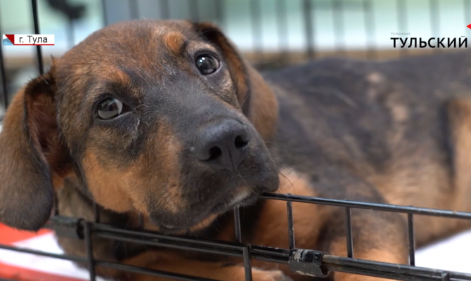 Сломанные лапы и пробитое легкое: в Узловой неизвестные скинули щенка с 5 этажа