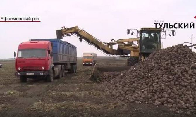  Тульские фермеры собирают рекордные урожаи сахарной свеклы.ВИДЕО