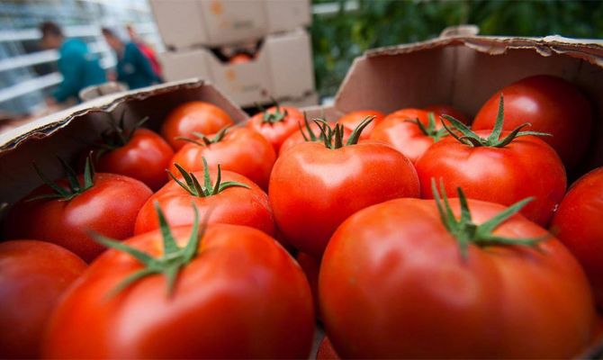 Турецкие томаты вернулись на российские прилавки