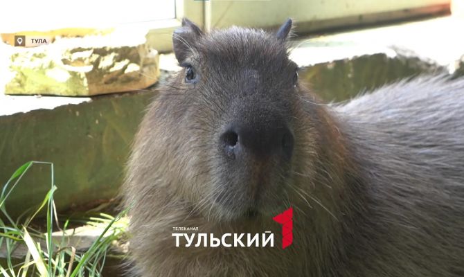В тульском экзотариуме раскрыли тайну имени капибары Валентина