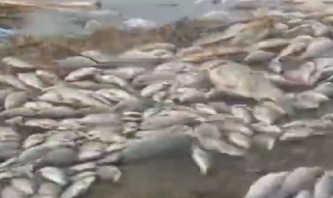 Прокуратура взяла на контроль проверку по факту массовой гибели рыбы в Ясногорске