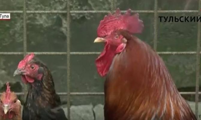 Почему туляки вынуждены соседствовать с петухом. РЕПОРТАЖ