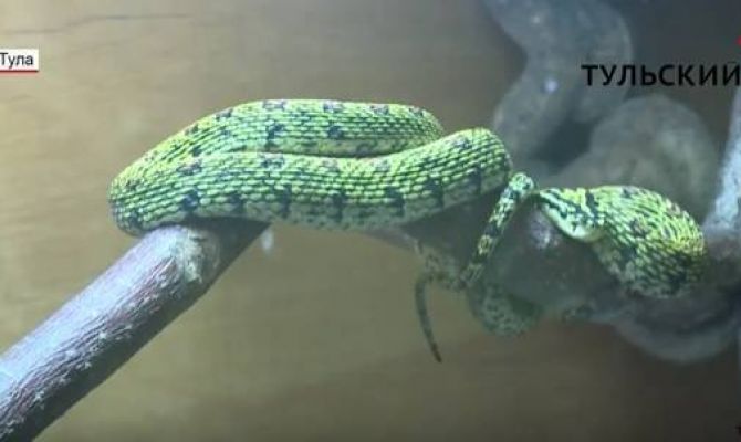 Как змеи из тульского экзотариума готовятся к зимовке. РЕПОРТАЖ