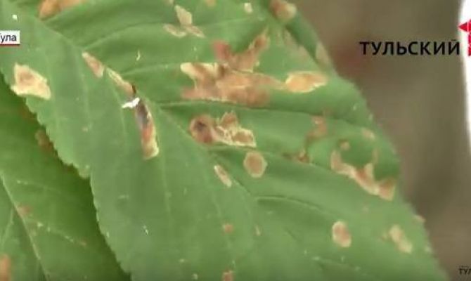 Почему с каштанов на пр. Ленина опадают листья. РЕПОРТАЖ