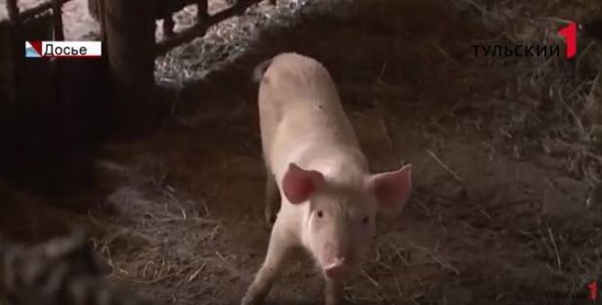 Тульская область - в кольце регионов, где "бушует" чума свиней. РЕПОРТАЖ