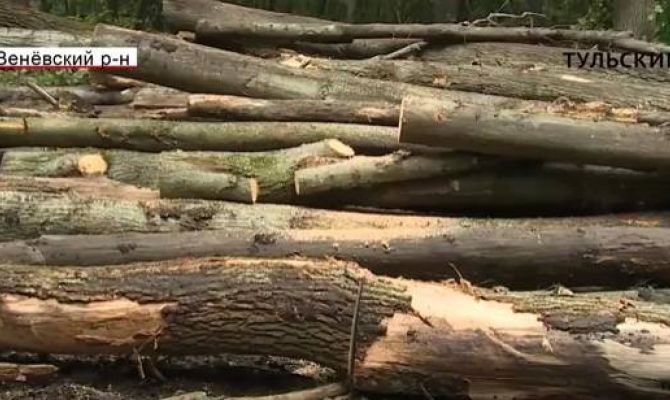 Сколько кубов леса вырубили в Тульской области в этом году. РЕПОРТАЖ