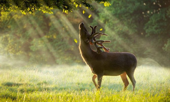 Тулякам расскажут о боевом применении оленей и верблюдов