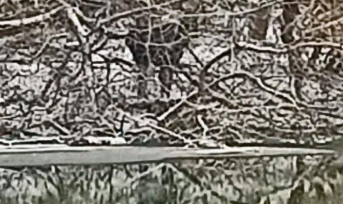 В Туле лось убегал от преследователей и попал в реку