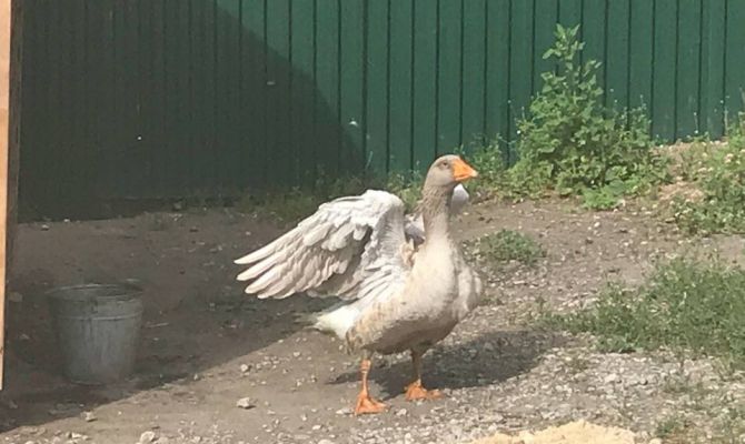 Гусь-блогер будет освещать жизнь тульского ремесленного двора