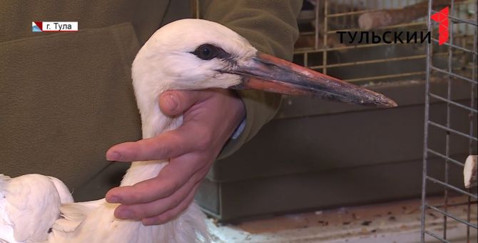 Житель Донского приютил в квартире раненых птиц