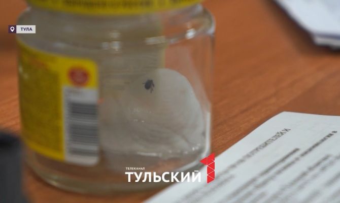 Роспотребнадзор объяснил разницу между клещами в Туле