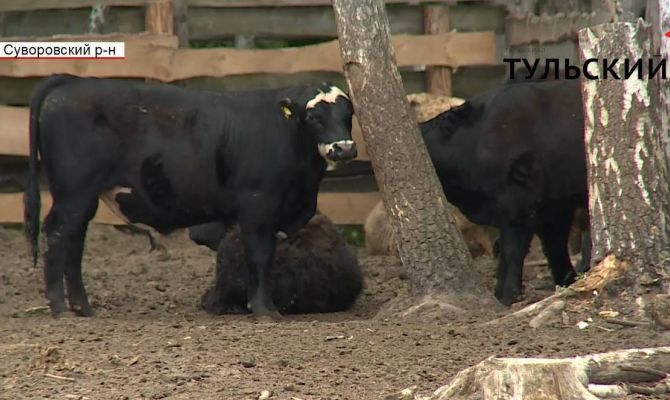 В Суворовском районе получают говядину от «счастливых» коров. РЕПОРТАЖ