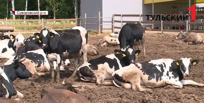 Как в Тульской области поддерживают владельцев молочных ферм. РЕПОРТАЖ