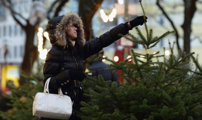 Россиянам могут разрешить рубить елки на Новый год самостоятельно