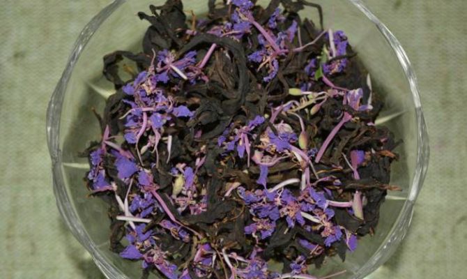 Тулякам расскажут про историю копорского чая