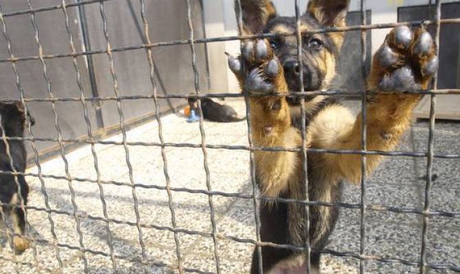 В России ужесточили наказание за жестокое обращение с животными