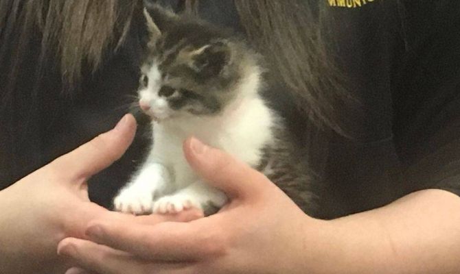 В полиции американского города будет работать котенок