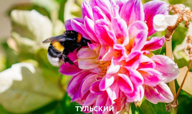 21 июля в Туле будет до 27 градусов тепла