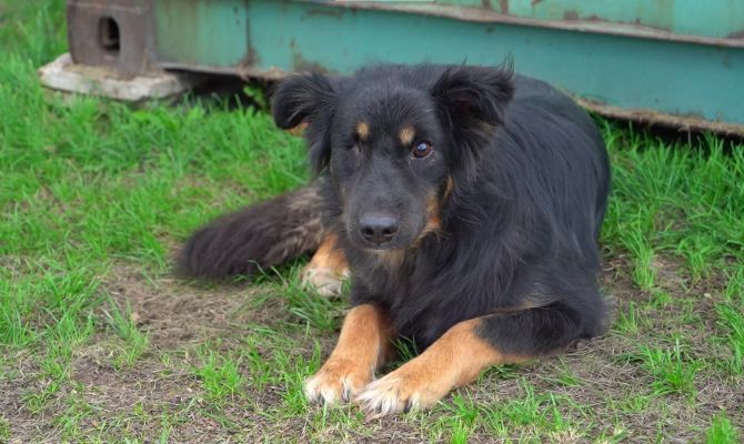 В Туле живодеры резали ножом и тушили окурки о глаз собаки