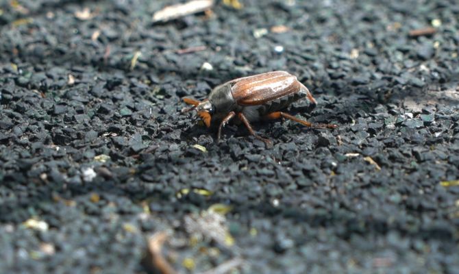 Энтомолог рассказал, когда на улицах Тулы появятся майские жуки