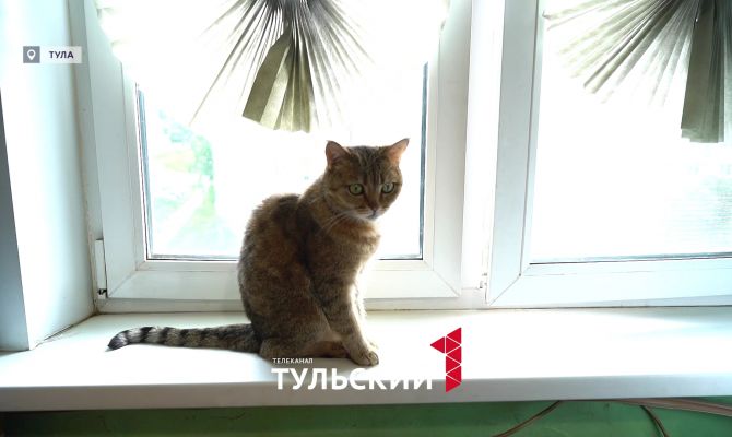 В Туле пройдет выставка-пристройство бездомных животных