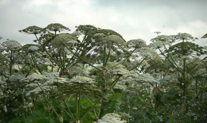 От квадрокоптера до собственных зубов: как туляки борются с зарослями борщевика
