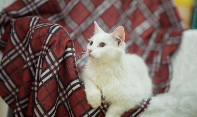 Туляков приглашают на июньскую выставку животных «Машина Добра»