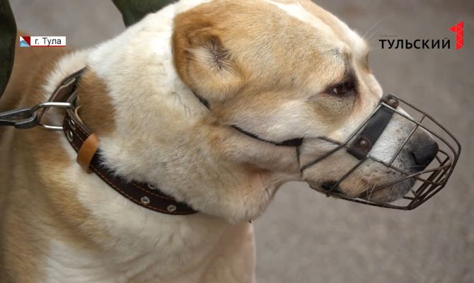 Как организована работа единственного в Туле питомника на оборонном предприятии 