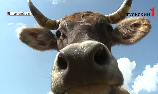 Как тулякам превратить небольшое домашнее хозяйство в прибыльную ферму