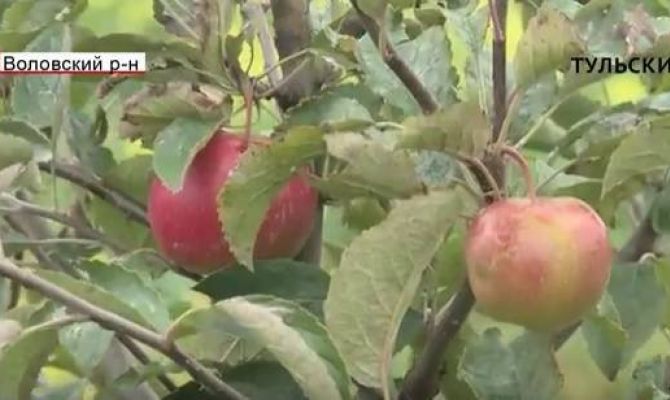 Когда в Тульской области откроют завод по созданию яблочного концентрата. РЕПОРТАЖ