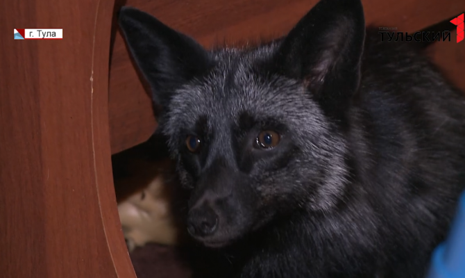 В Тульской семье живет необычный питомец – чернобурая лисица