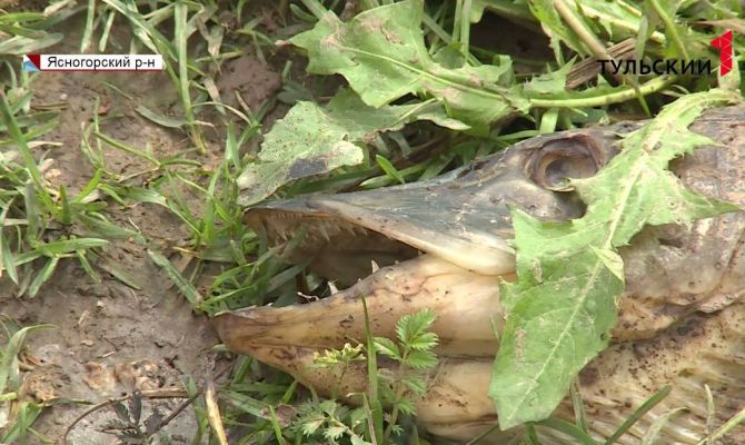 Массовый мор рыбы в Ясногорском районе: огромный пруд затянуло едкой пленкой