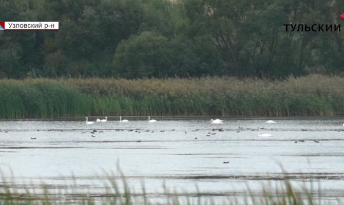Тихий пруд под Узловой стал курортом для стаи лебедей