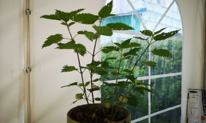 Россиянам рассказали о полезных свойствах крапивы