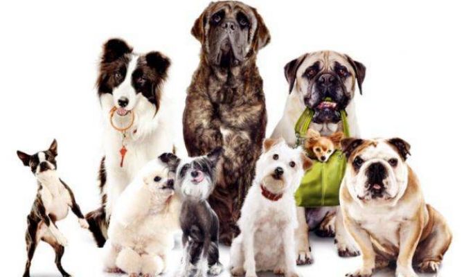 Ученые: домашние собаки могут защищать от болезней