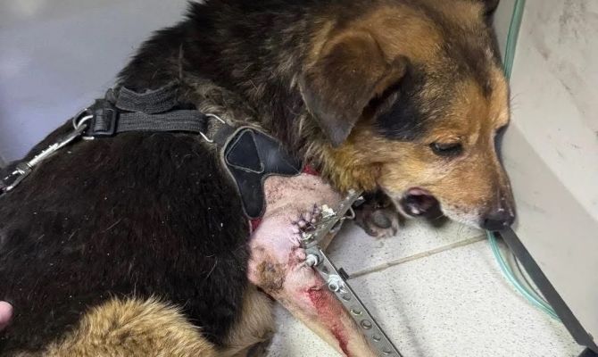 В Туле из ветклиники сбежала собака с аппаратом Илизарова